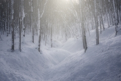 Bosco-innevato