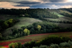 Vigne-Toscane