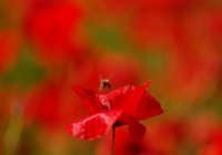 thumbs_DSC_4409_DxO_1-2