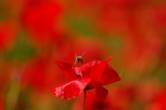 DSC_4409_DxO_1-2