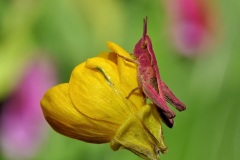 Guerrazzi-Bruno_Ortotteto-Acrididae
