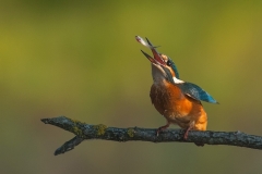 Maccheroni-Luciano_Martino-con-pesce-1