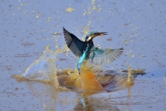 Volpi-Carlo_Tuffo-mattutino