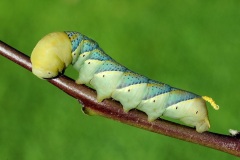 Guerrazzi-Bruno_Acherontia-acropos