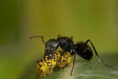 Sergio-Giusti-Macro-2014-16