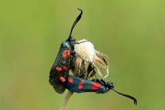Pierluigi-Arrighi_Zjgaena