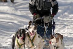Fancelli-Cesare-Dog_s-eyes