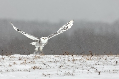 Frescura-Giovanni-Snowy-owl-2