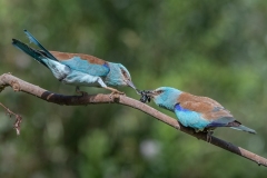 Giusti-Sergio-Coracias-Garrulus