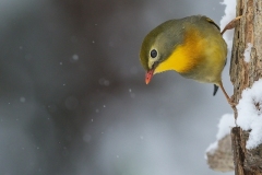 Giusti-Sergio-Snow
