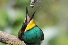 Elena-Bacchi-Bee-Eater-and-Dragonfly-A