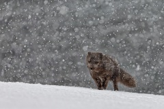 Giovanni-Frescura-Black-arctic-fox-10