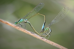 Luigi-Carrieri-Damselfly-coupling-03-b