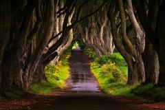 Michele-Marrucci-Trees