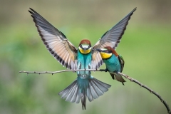Sergio-GIUSTI-Bee-Eaters-2019-015