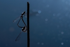 Daniele-Pavone-Dragonfly-back-light