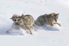 Giovanni-Frescura-Coyotes-fighting-3