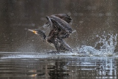 Sergio-Giusti-Acquatici