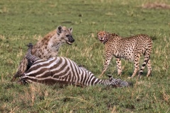 Giovanni-Frescura-two-and-zebra