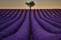 Michele-Marrucci-Violet-lines