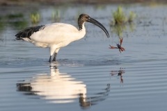 01-Ibis-con-gambero