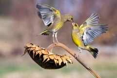 10-Fight-for-food