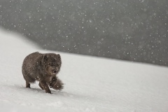 14-black-arctic-fox-10