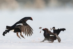 15-black-grouse-2