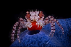 11-Boxer-crab-with-eggs