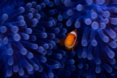 19-Finding-Nemo