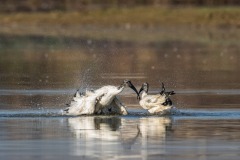 IMG_9860