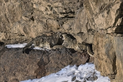 01GiovanniFrescurasnow-leopards