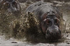 Frescura_Giovanni_B2_hippos