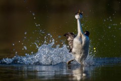 1123-A-08-042827-Runnig-over-water-2023