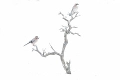 1123-A-10-039293-Atmosfera-invernale-2023