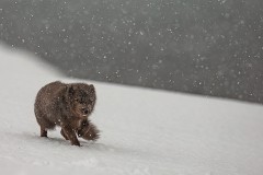 1123-A-12-039293-Sotto-la-neve-16-2023