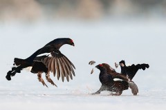 1123-A-07-39293-black-grouse-2022