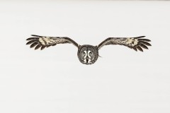 1123-A-09-39293-Grey-Great-Owl-2022