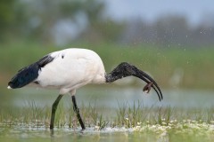 1_1123-A-02-42269-Ibis-sacro-2022