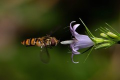 1_1123-A-03-41802-Episyrphus-flying-A1-2022