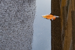 Daniele-Pavone_riflessi-d_autunno_2018_-IN