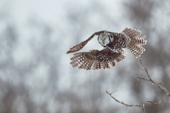 Giovanni-Frescura_Ulula-in-volo_2018_IN