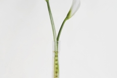 Roberto-Caccavale_a-good-medicine-2020