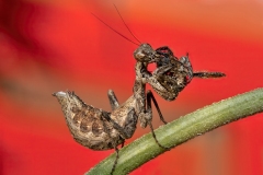 Fabio-Becorpi_Mantis-A3-2021
