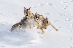 Giovanni-Frescura_Discussione-tra-coyote-2021