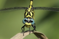 1123-A-01-41802-Onychogomphus-forcipatus-2025jpg