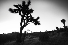 1123-B-02-042269-Joshua-tree-2025