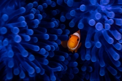 1123-B-03-60675-Finding-Nemo-2026