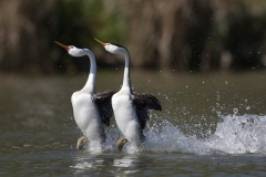 Dancing-grebes