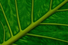 MOR-065557